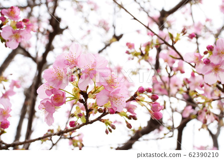 河津櫻花 河津櫻花 62390210