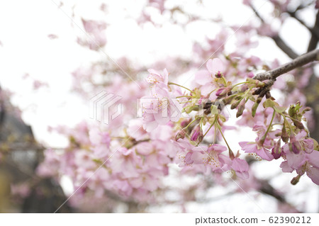 Kawazu cherry tree 62390212