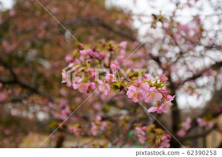 河津櫻花 河津櫻花 62390258