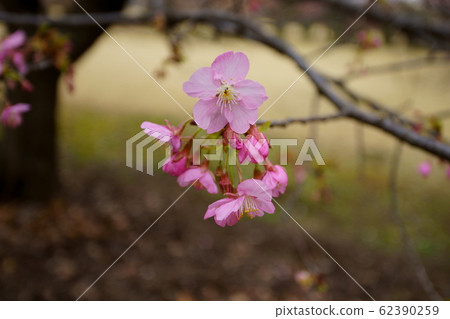 河津櫻花 河津櫻花 62390259
