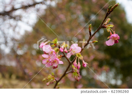 河津櫻花 河津櫻花 62390260