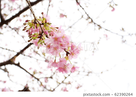 河津櫻花 河津櫻花 62390264