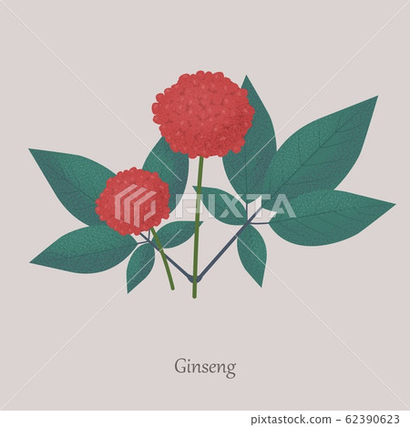 Perennial Herb Ginseng Plant On A Gray Background Stock Illustration