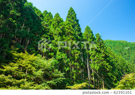 Coniferous forest Coniferous forest 62391101