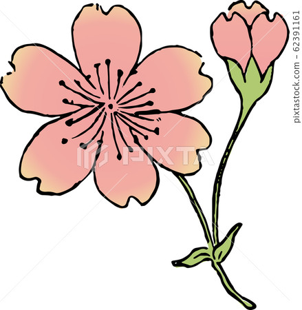 Shibayama Sakura Shibayama Sakura 62391161