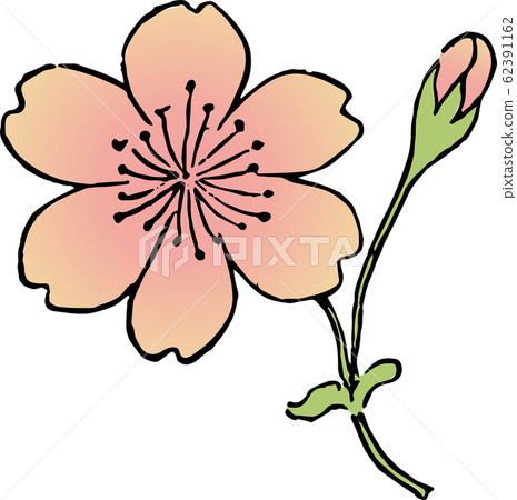 Reverse hand cherry Reverse hand cherry 62391162