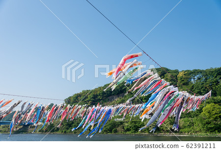 [Swimming carp streamer Sagami River] 62391211