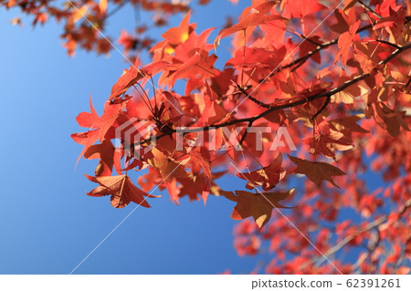 秋天的樹葉 62391261