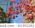 Autumn leaves 62391262