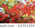 Autumn leaves 62391264