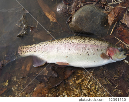 Rainbow trout Rainbow trout 62391310