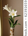 Lily  62391659