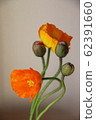 Poppy 62391660
