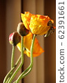 Poppy 62391661