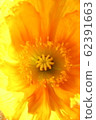 Poppy 62391663