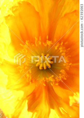 Poppy Poppy 62391663