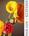 Poppy 62391664