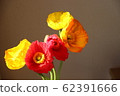 Poppy 62391666