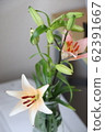Lily  62391667