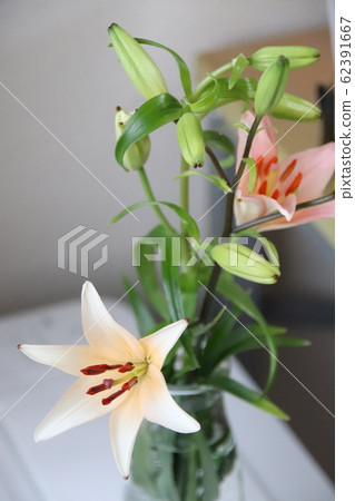 百合 百合 62391667