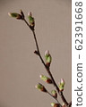 Cherry Blossoms	 62391668