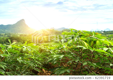 row of cassava tree in field. Growing cassava, row of cassava tree in field. Growing cassava, 62391719