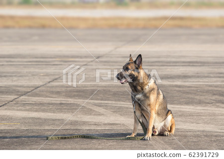 Brown German Sheepdog Sitting On Road In Sunny 62391729