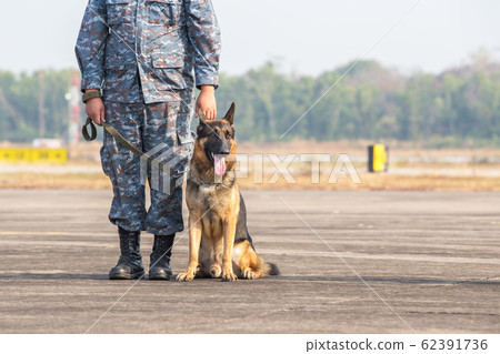 Smart police dog sitting outdoors. 62391736