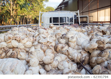 Pile of Rubber cup lump for transport to industry. Pile of Rubber cup lump for transport to industry. 62391794