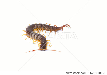 centipede (Scolopendra sp.) centipede isolated on centipede (Scolopendra sp.) centipede isolated on 62391812
