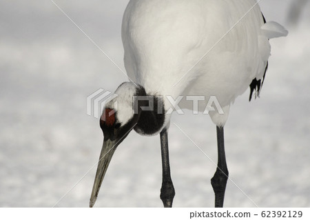 Up of the head of a Japanese crane Up of the head of a Japanese crane 62392129