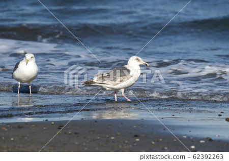 白海鷗 62392263