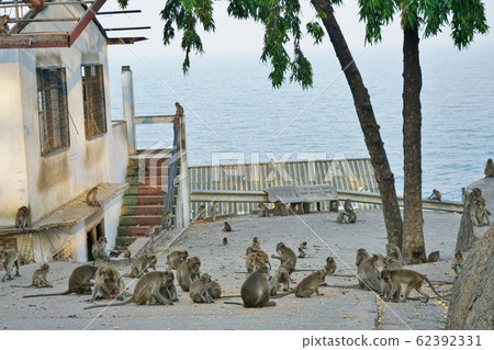 Monkey at Wat Khao Takiap in Thailand (Khao Takiap Temple) Monkey at Wat Khao Takiap in Thailand (Khao Takiap Temple) 62392331