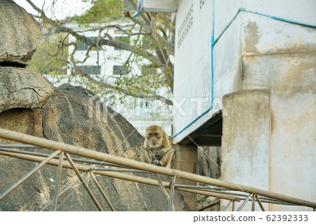 泰國考考塔基普（Wat Khao Takiap） 62392333