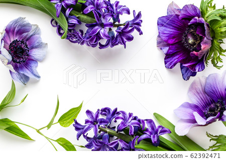 Anemone and hyacinth purple flower background material 62392471