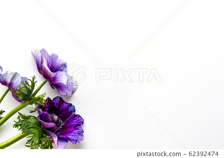 海葵和風信子紫色花背景素材 海葵和風信子紫色花背景素材 62392474