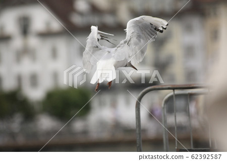 飛行中的鳥 62392587