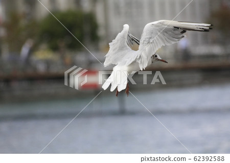 飛行中的鳥 62392588