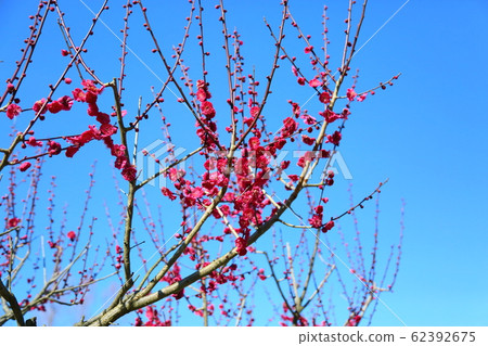 梅花紅梅花雙 62392675