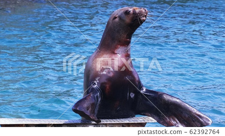 小樽水族館的受歡迎的人 62392764
