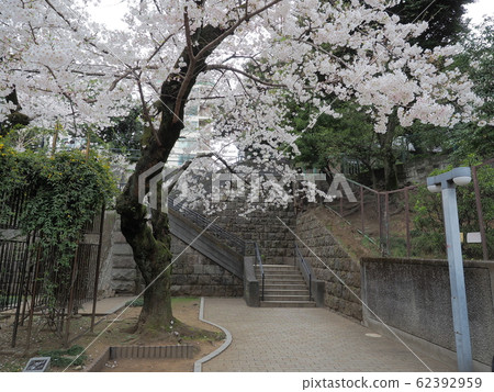 東京都港區野木公園 東京都港區野木公園 62392959