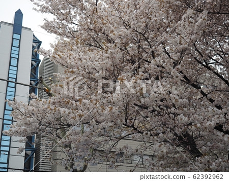 東京都港區野木公園 62392962