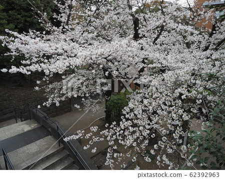 東京都港區野木公園 東京都港區野木公園 62392963