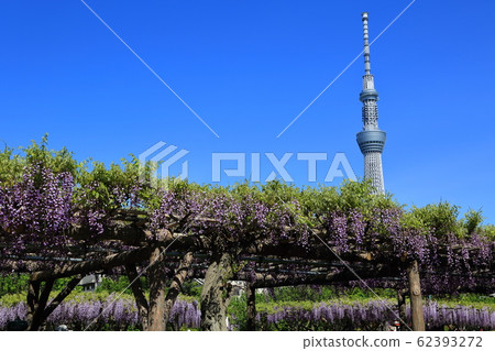 龜戶天神紫藤格子和天空樹 62393272