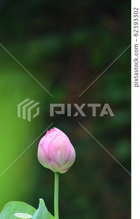 蓮花 62393302