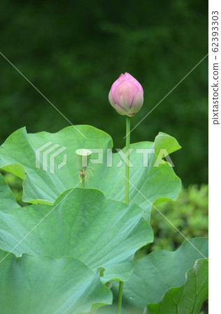 Lotus flower  62393303