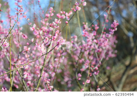 梅花高知 梅花高知 62393494