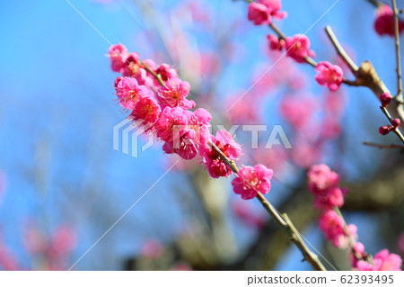 梅花唐梅 梅花唐梅 62393495