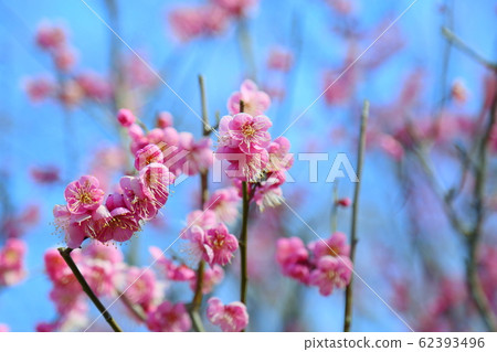 梅花唐梅 梅花唐梅 62393496