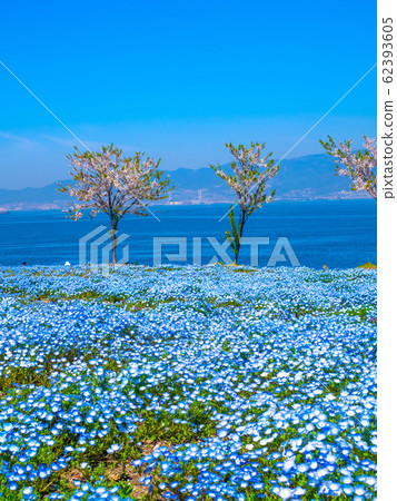 在Maiko海濱公園的Nemophila 在Maiko海濱公園的Nemophila 62393605